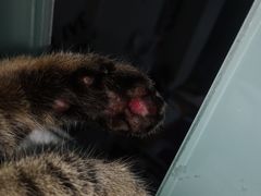 -喜多萌中农锦绣动物医院24H·猫科·牙科MRI·CT