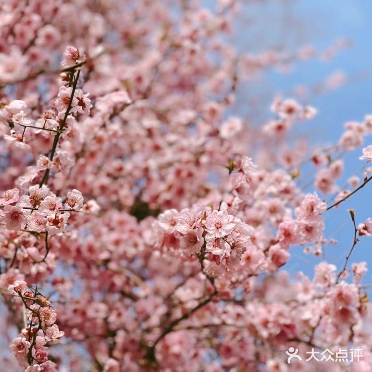 太湖佳绝处,最美在鼋头🌸