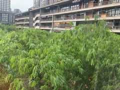 -生如夏花泰式火锅(西村黑金店)