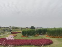 -空港花田景区