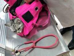 -瑞派福兴宠物医院犬猫全科·骨科·中西医结合(河东店)