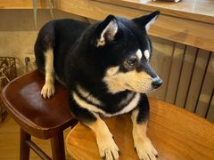 -柴の食堂·日式家庭料理·熊之肆(大学路店)