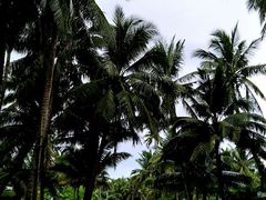 -东郊椰林