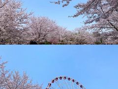 -顾村公园