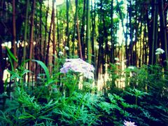 景点-东丽湖风景区