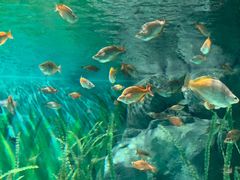 -上海海洋水族馆