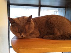 -more than meow吴止猫主题餐厅(承德 中船汇店)