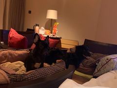 -上海崇明金茂凯悦酒店