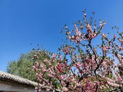 -莲花池公园