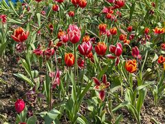 -铁山坪森林公园