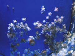-海合安武汉极地海洋公园