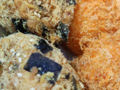 -素满香·素食自助餐(西安·民乐园店)