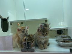 -70cat德文卷毛猫·缅因猫纯种猫舍