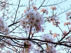 -井之头恩赐公园