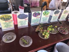 -马陆小张葡萄园农家乐