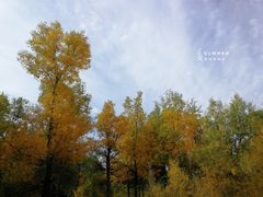 -金塔沙漠胡杨林景区