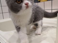 -猫大福·Fortune Cat猫舍(百子湾店)
