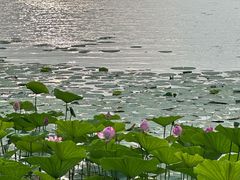 -丁香湖公园