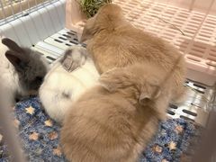 -猫猫幼稚园·撸猫·桌游·电玩