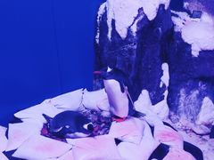 -暹罗海洋世界