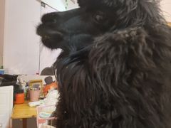 -我爱猫咪·猫咖·狗咖·安哥拉兔·羊驼咖(小寨华旗店)