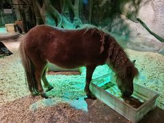 -zoonana室内动物园(东方福来德店)