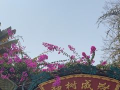 -独树成林