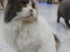 -喵园·猫主题咖啡厅·撸猫·猫咖(国贸店)