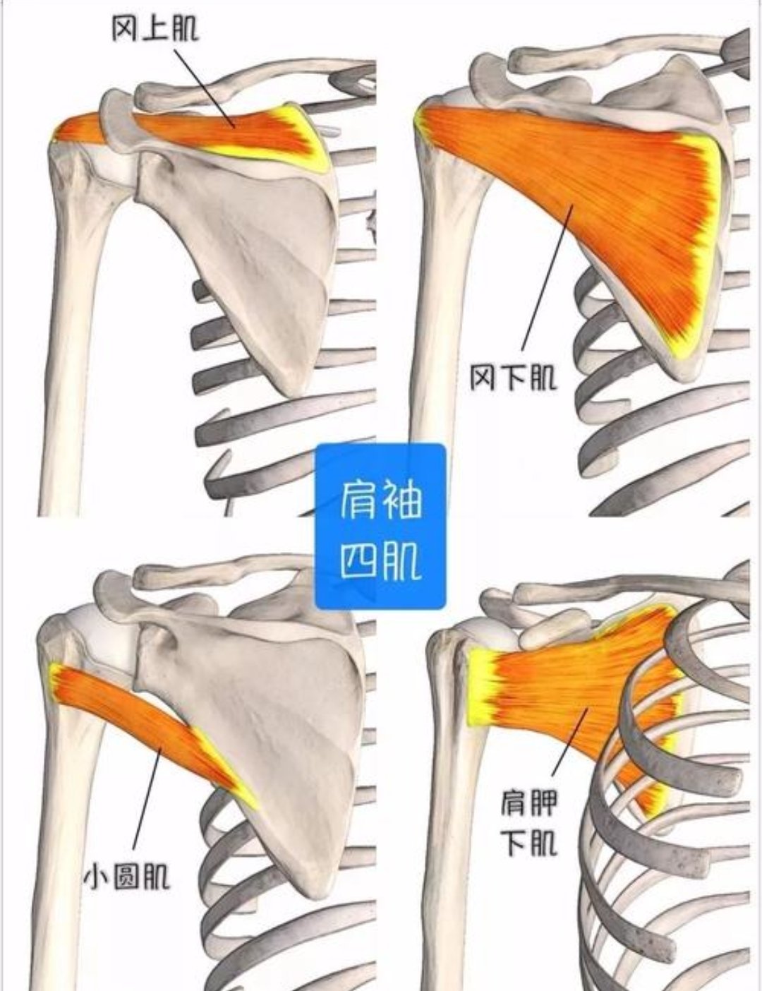 冈上肌冈下肌图片