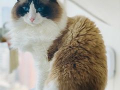 -Catmate·猫肥家润(金润铂宫店)