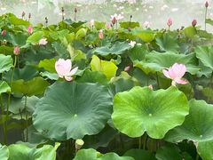 -嘉北郊野公园