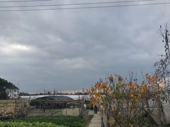 -青浦采草莓天天草莓园