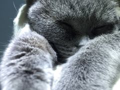 -喵的天空名猫咖啡馆·撸猫·猫舍·用品