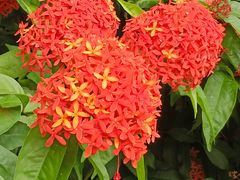 -曼听御花园