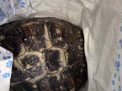 -博特宠物医院24h犬猫全科.骨科·异宠