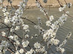 -桃花堤公园