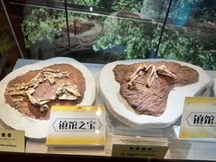 -河南自然博物馆