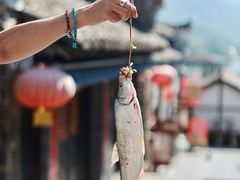 -后柳水乡
