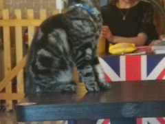 -名猫咖啡馆·撸猫·拼豆