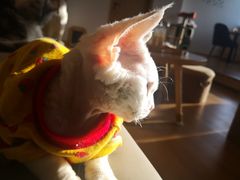 -猫腻·猫咖·撸猫馆(星光大道店)