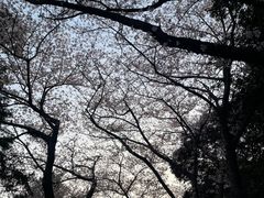 -莲洞本家