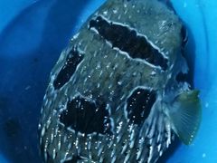 -蓝湾碧波·老字号·疍家非遗海上餐厅
