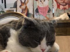 -共舞时光猫咖·狗咖(新街口店)