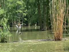 -池杉湖湿地公园