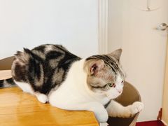 -有喵·猫咖·狗咖·30几只猫10只小狗(岗厦店)