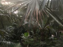-呀路古热带植物园
