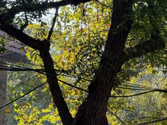 -徐家汇源景区-衡山公园