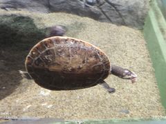 -上海海洋水族馆