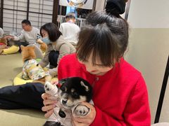 -逗柴咖啡屋·狗咖猫咖宠物桌游