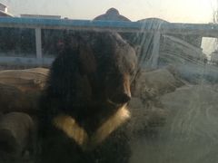 -东方熊牧场